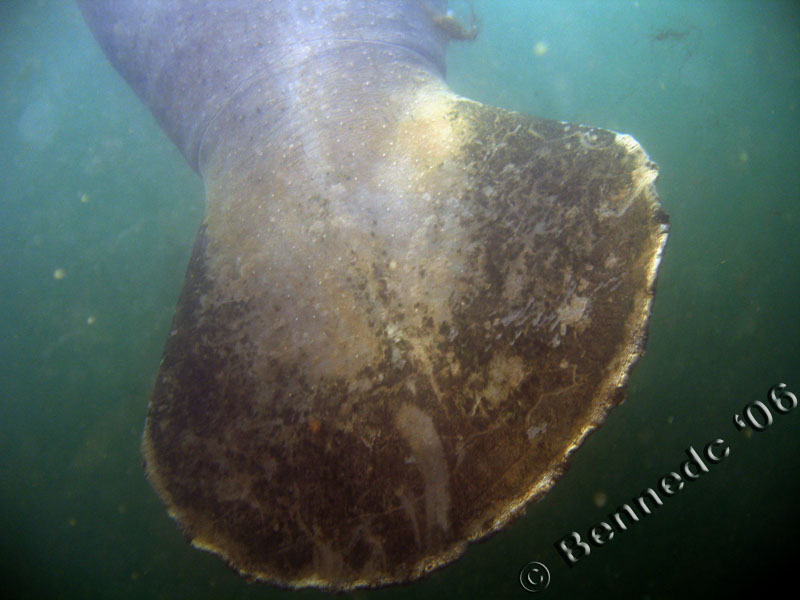 Manatee Tail