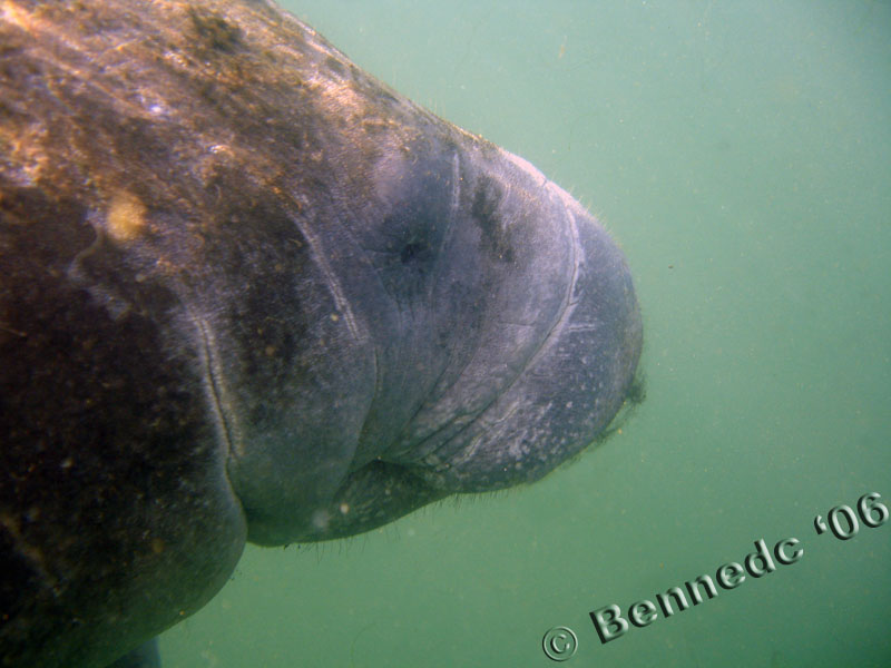 Manatee Trip 2006