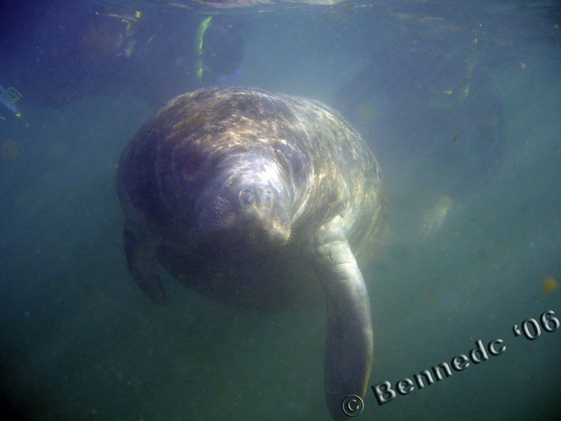 Manatee Trip 2006