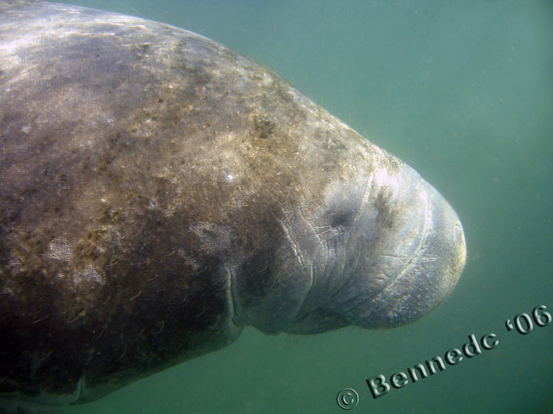 Manatee Trip 2006