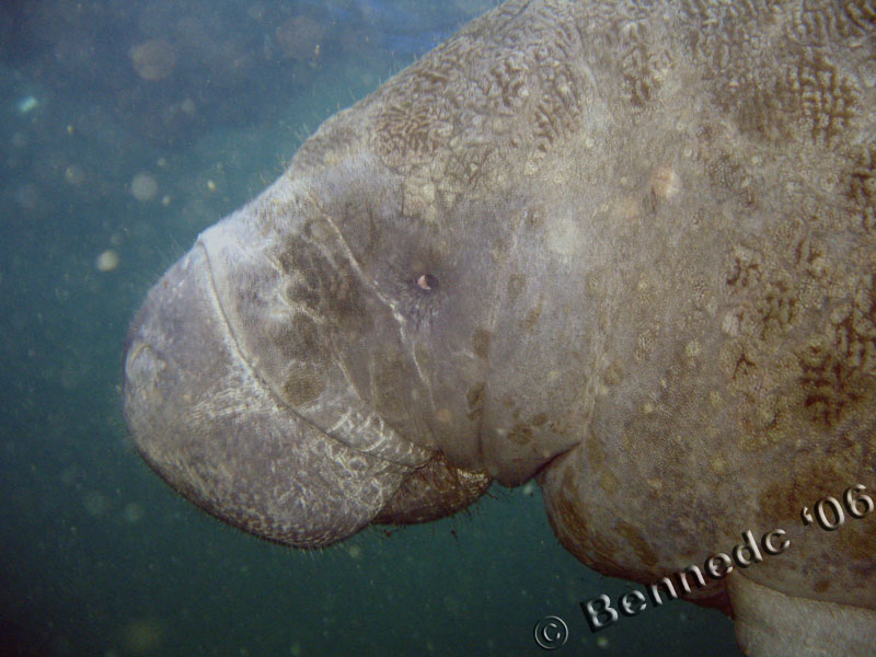 Manatee Trip 2006