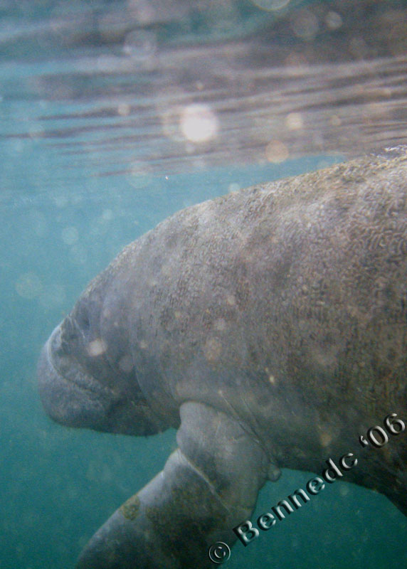 Manatee Trip 2006