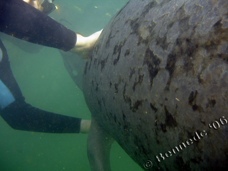 Manatee Trip Crystal River, FL 2006