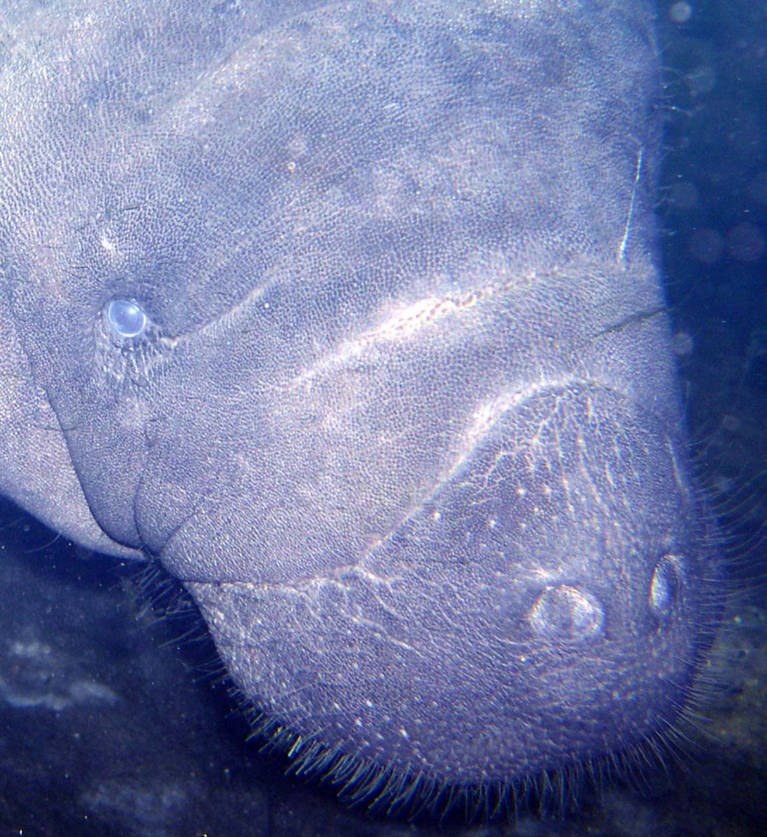 Manatee Up Close and Personal