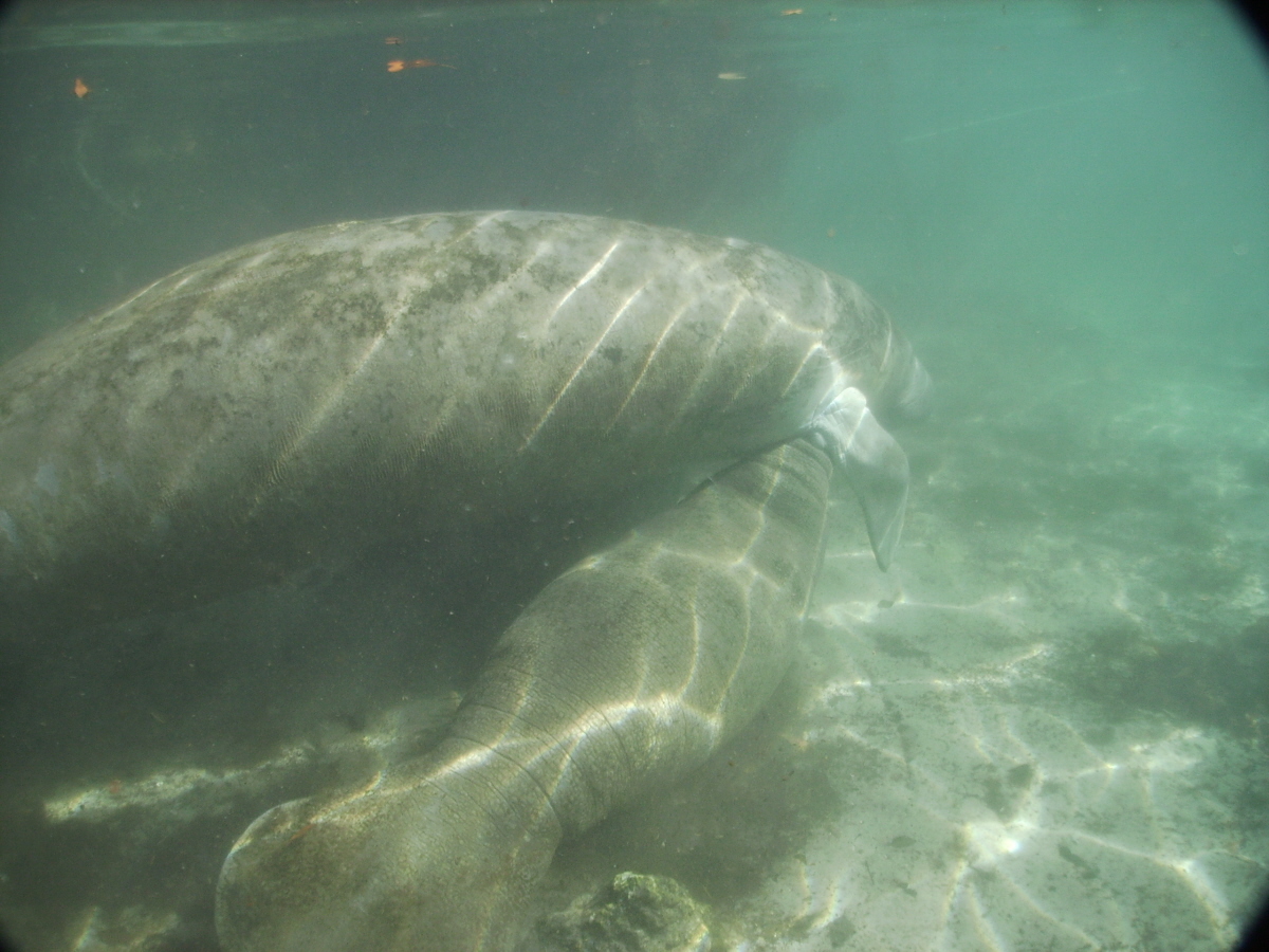 Manatee