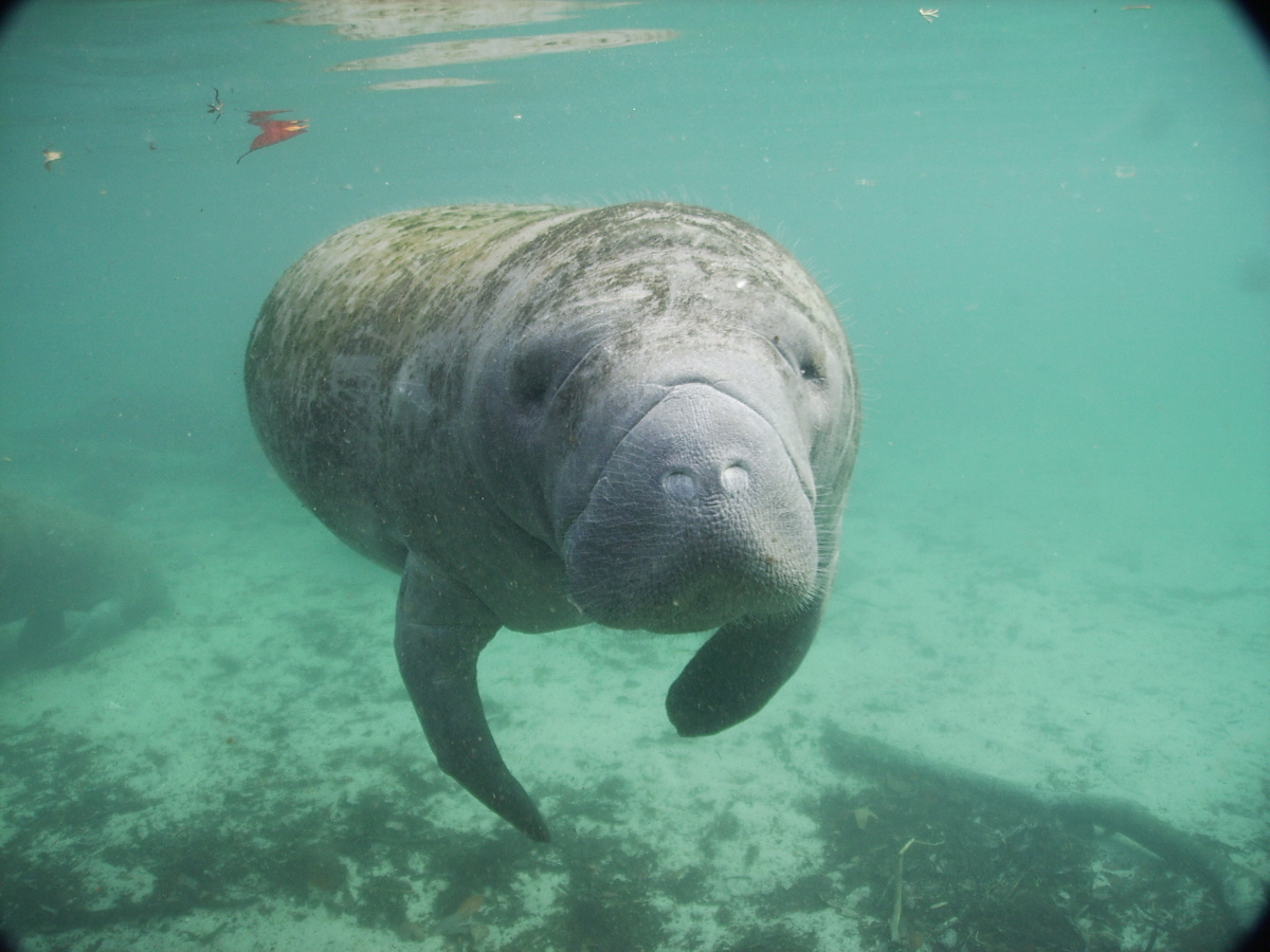 Manatee