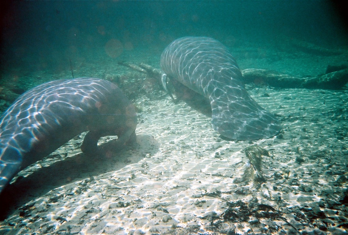 Manatee