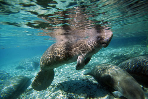 Manatee