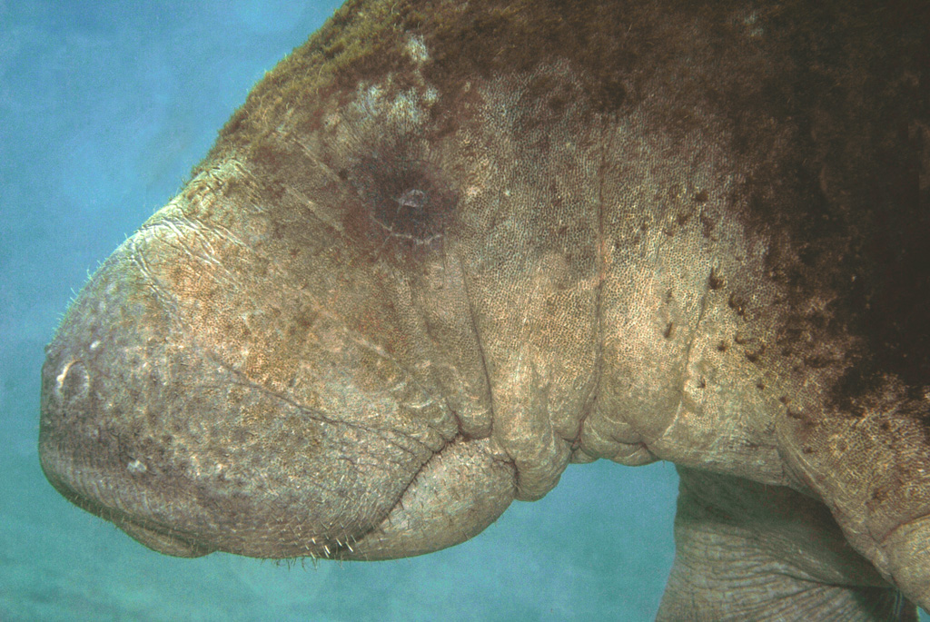 Manatee