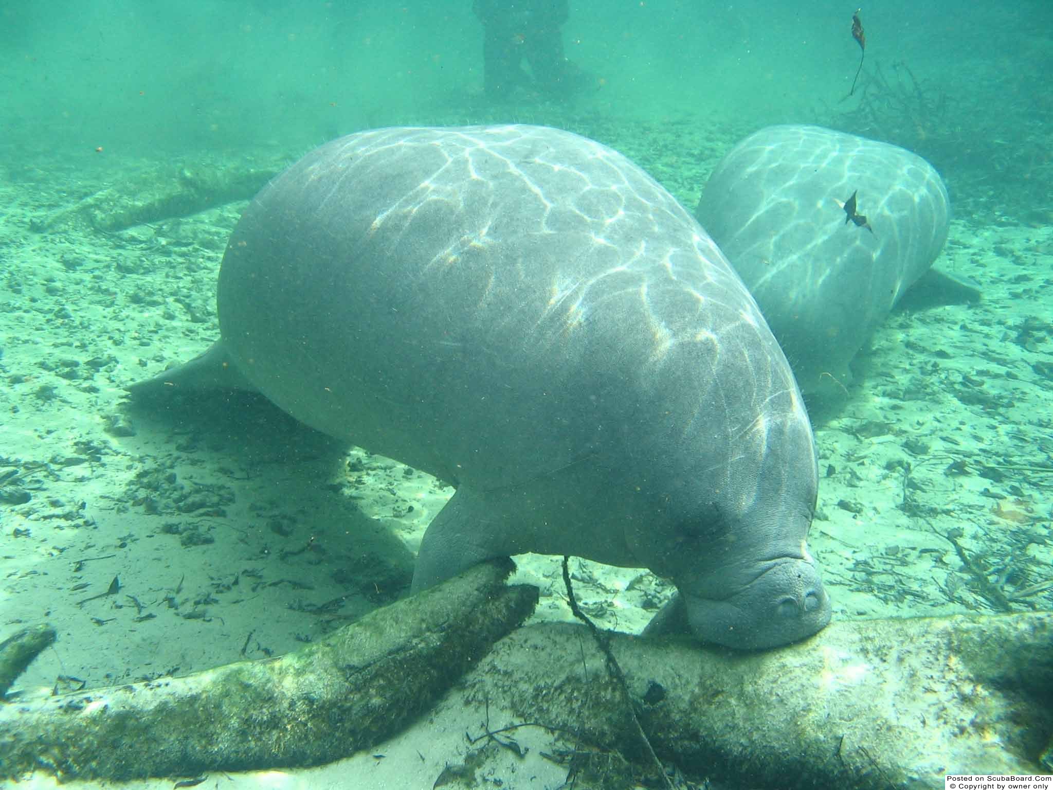 manatee