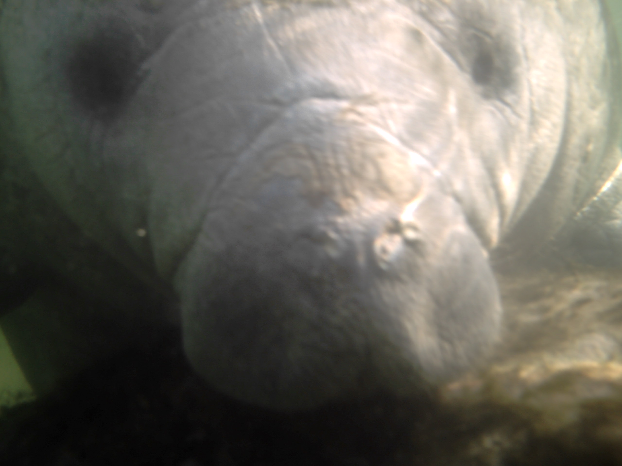 Manatee