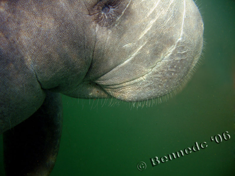 Manatee