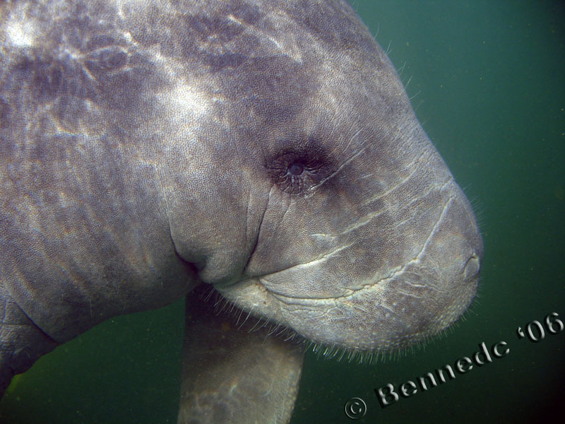 Manatee