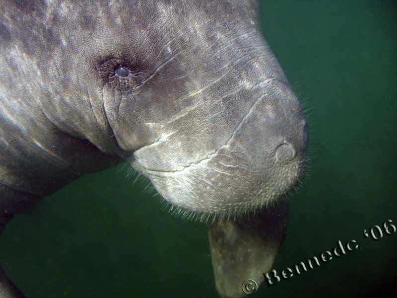 Manatee