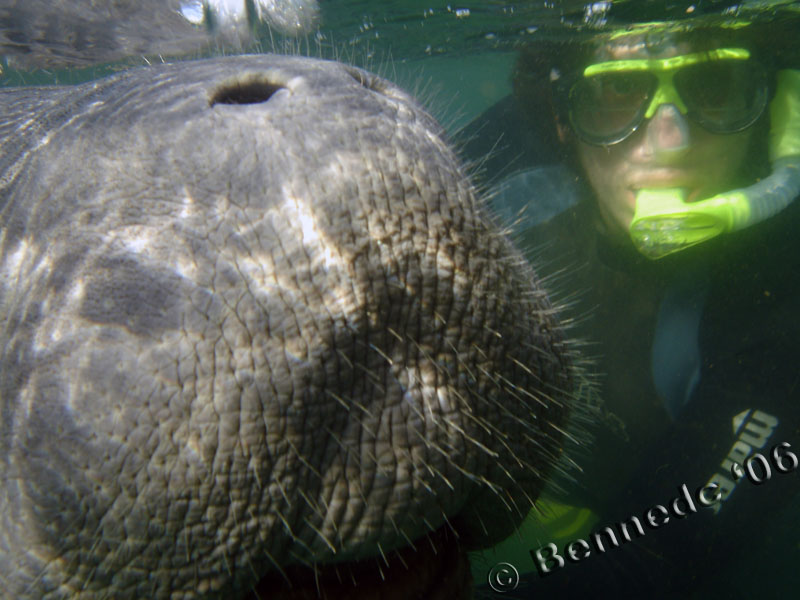 Manatee