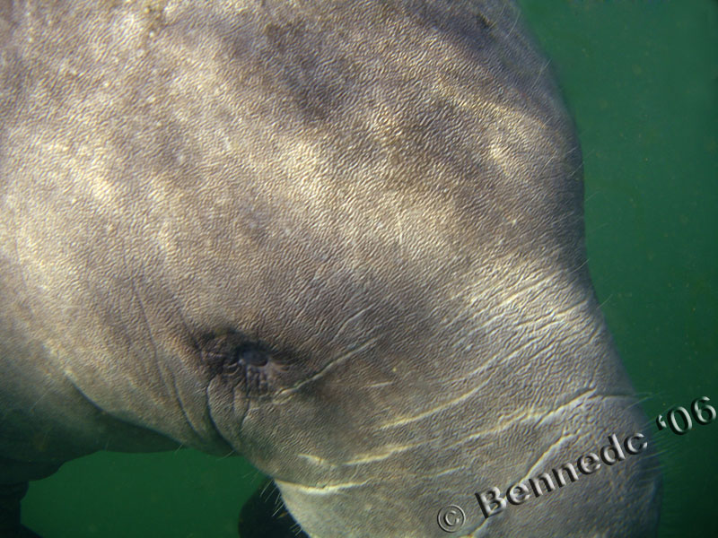 Manatee