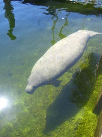 manatee