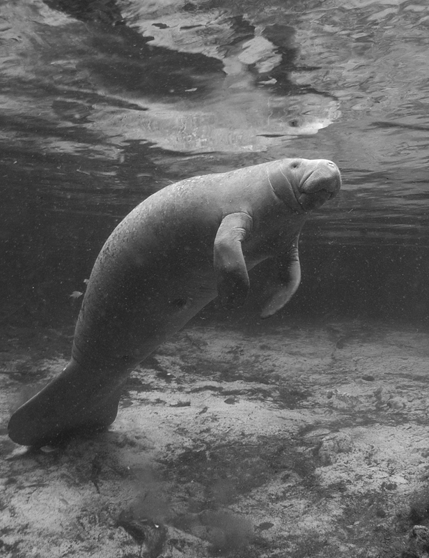 Manatee