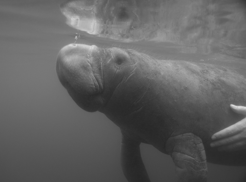 Manatee