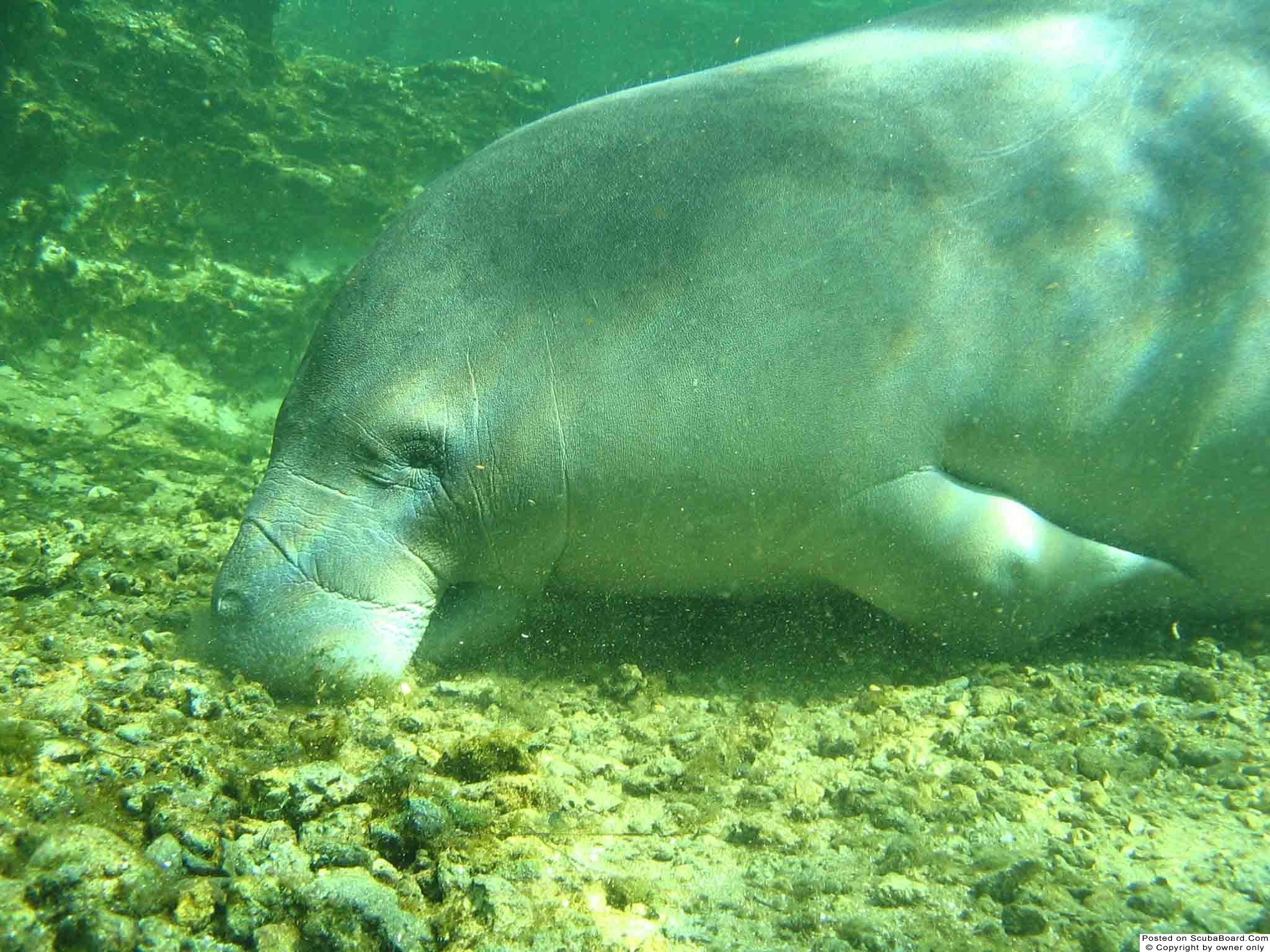 manatee1