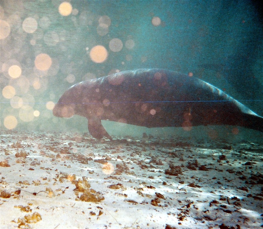 Manatee2