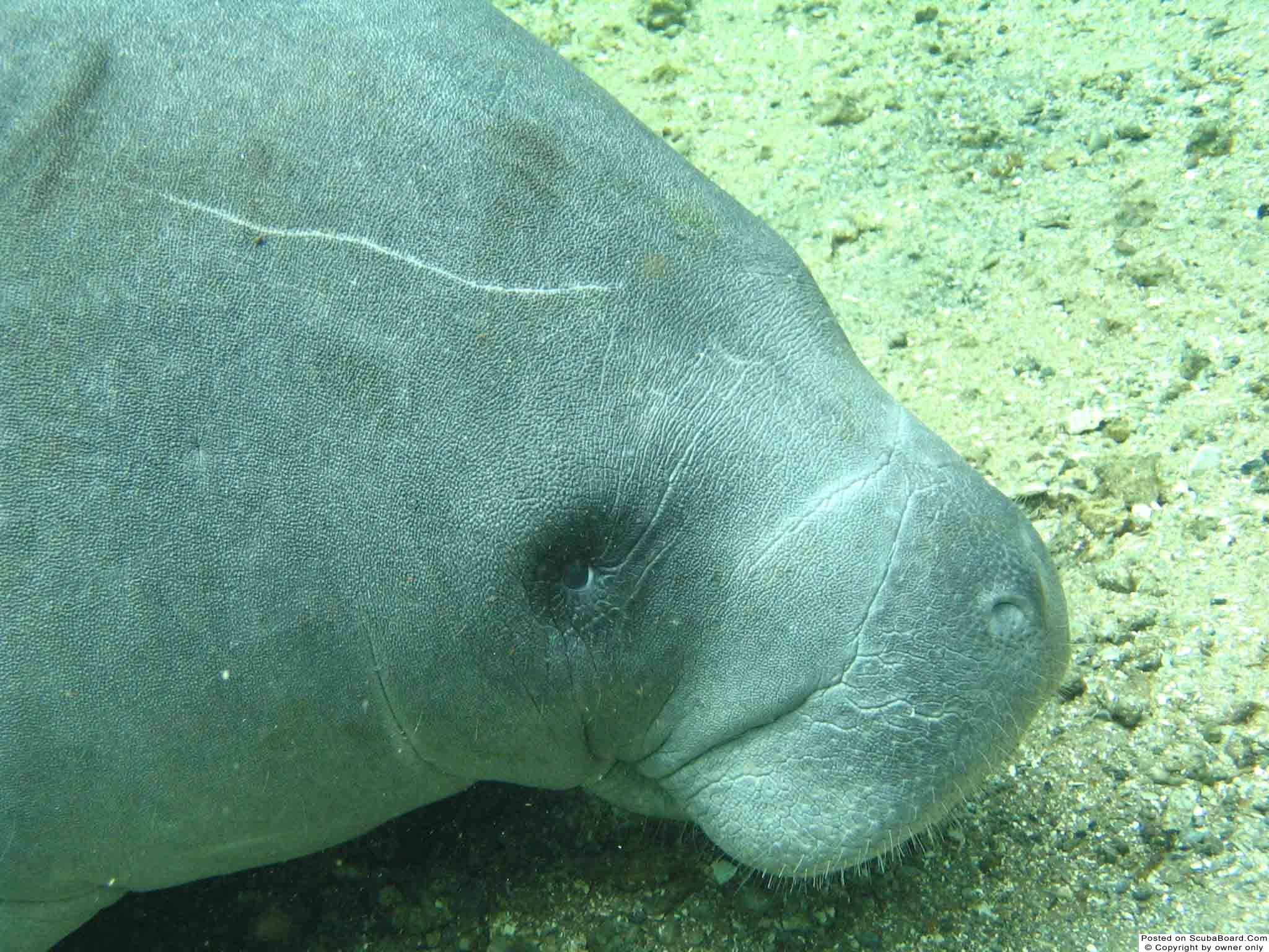 manatee2