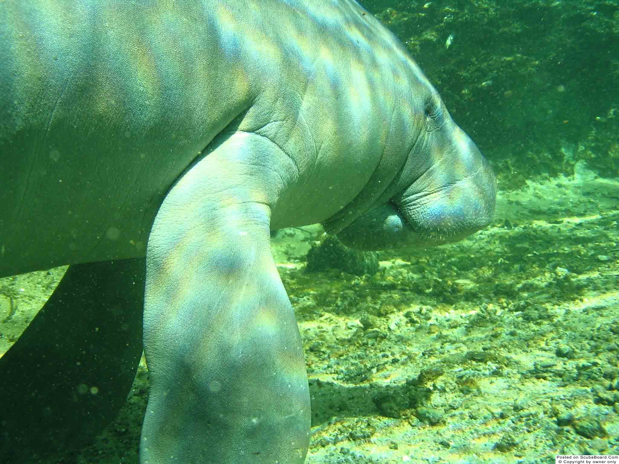 manatee4