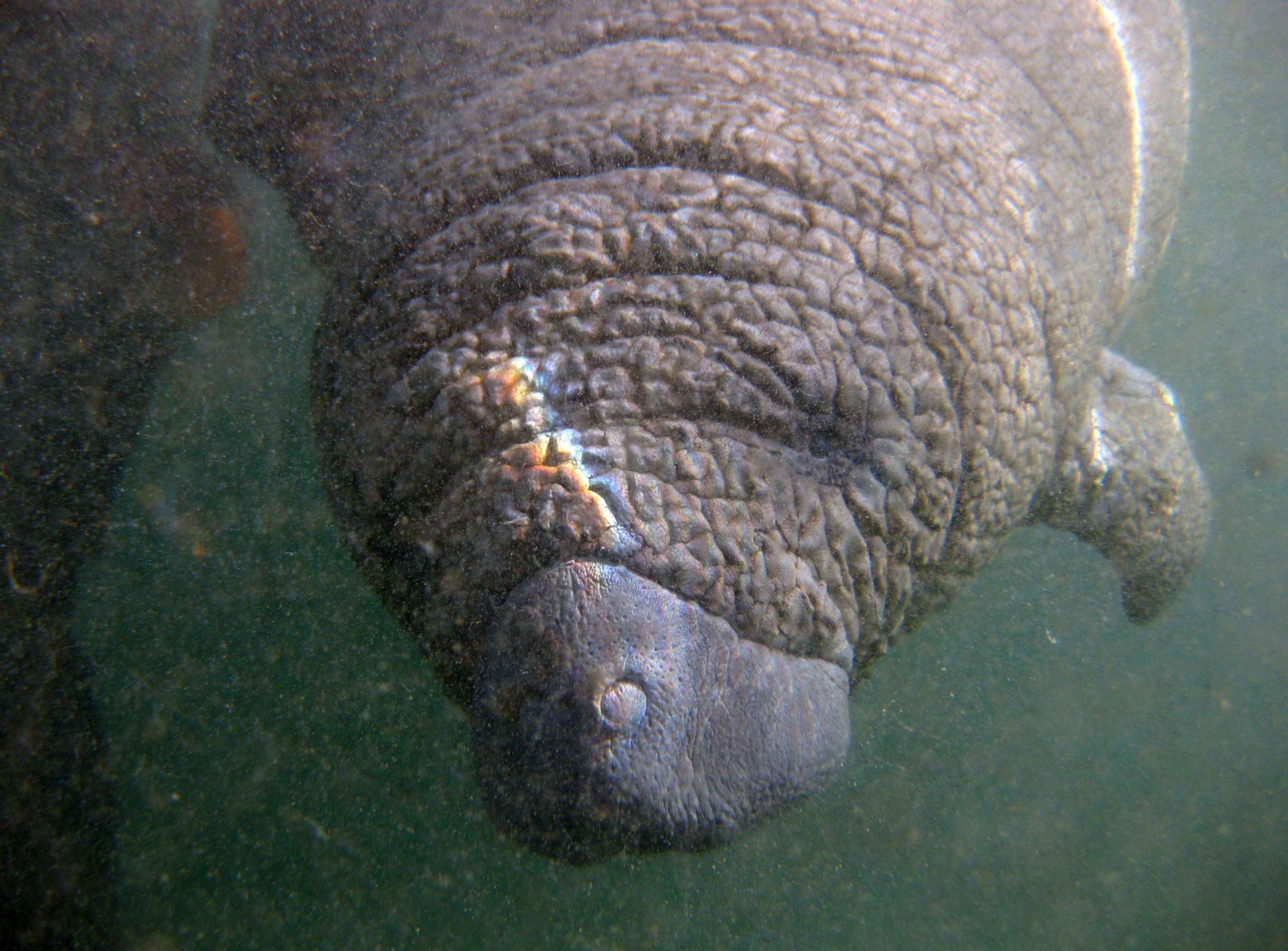 Manatee_2011_017