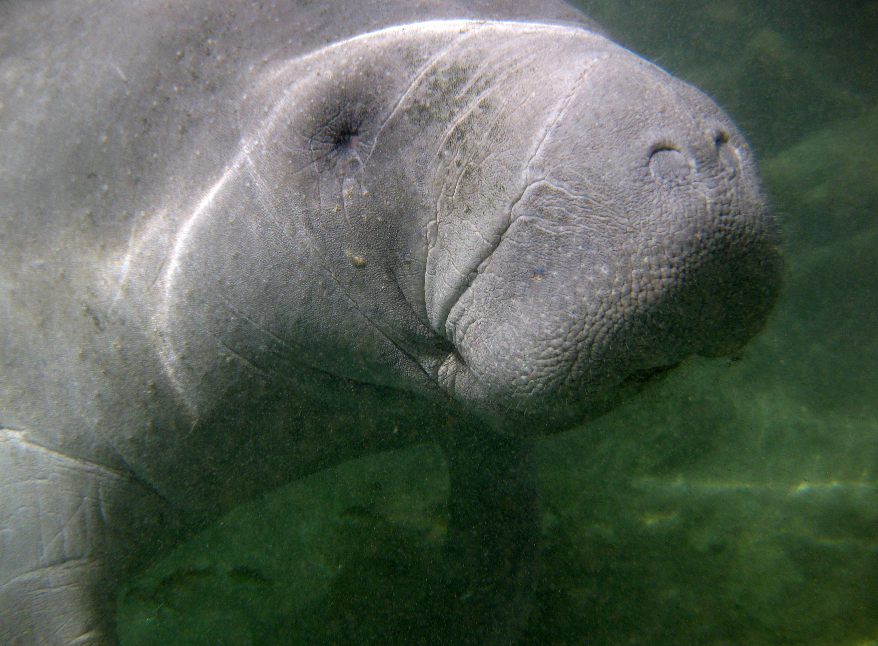 Manatee_2011_043