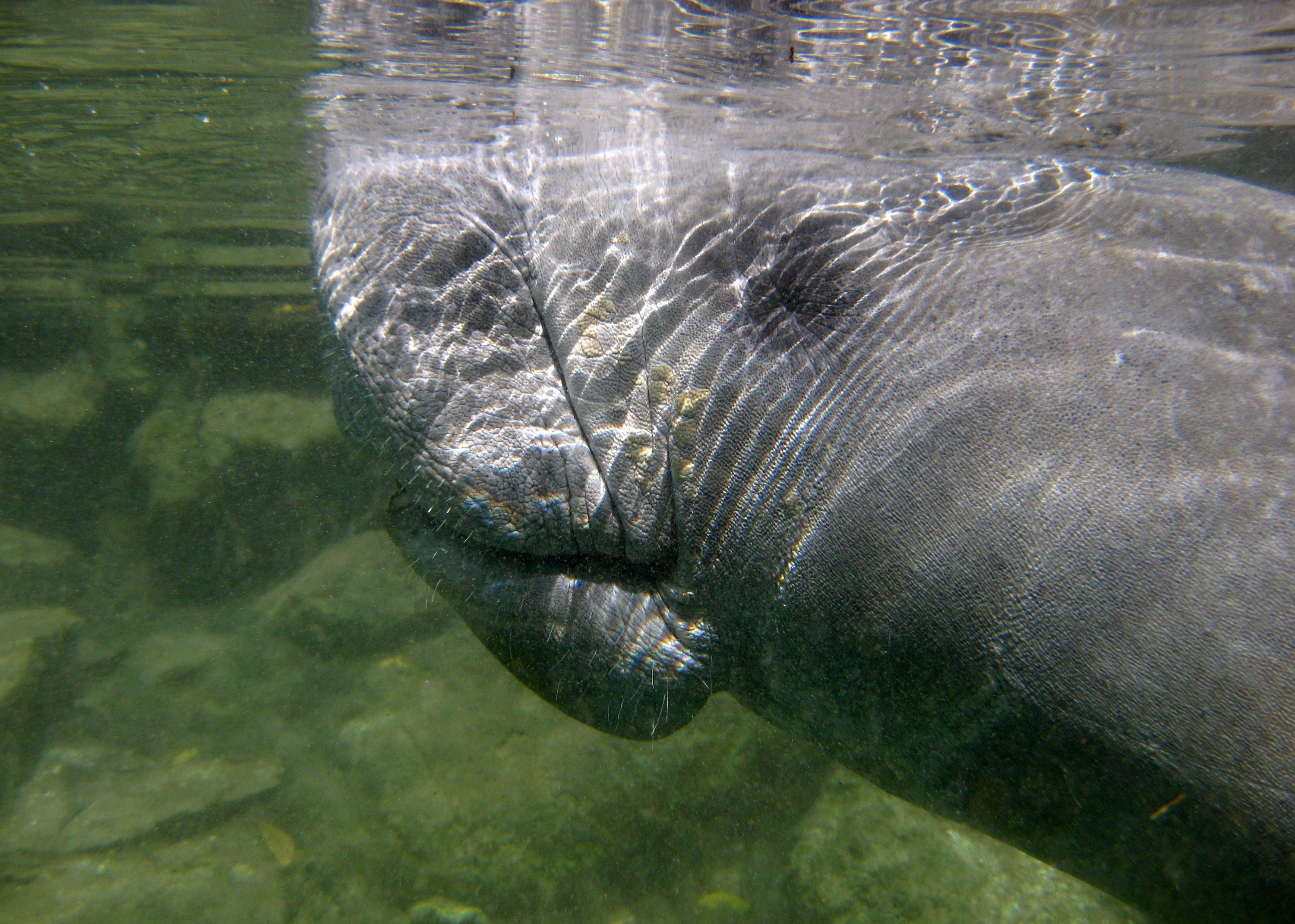 Manatee_2011_045