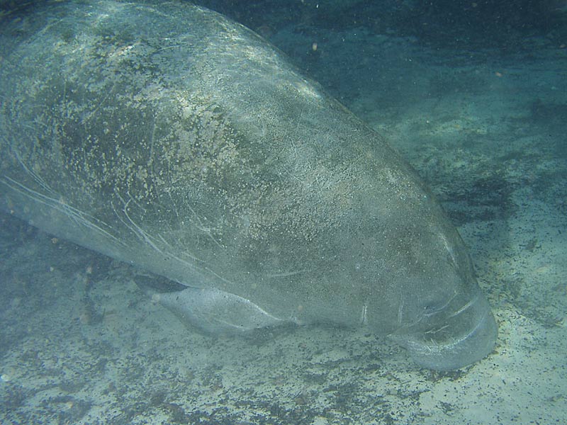 Manatees - Crystal River Florida