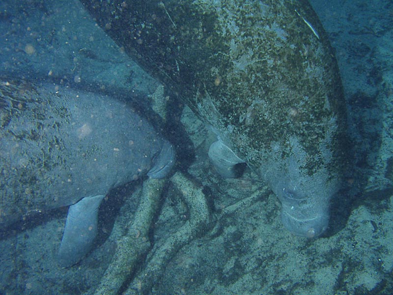 Manatees - Crystal River Florida