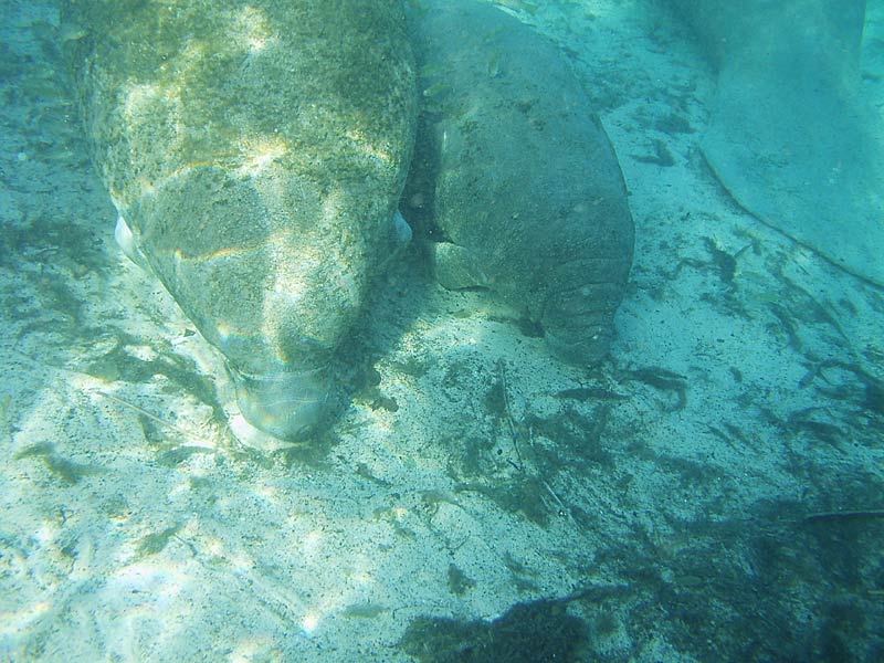 Manatees - Crystal River Florida