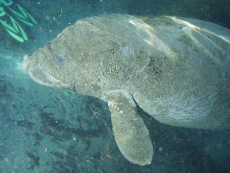 Manatees - Crystal River Florida