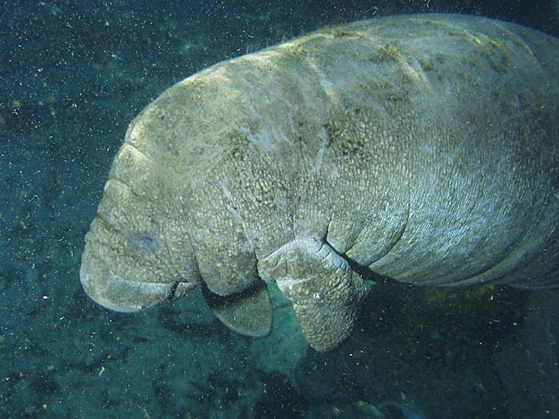 Manatees - Crystal River Florida