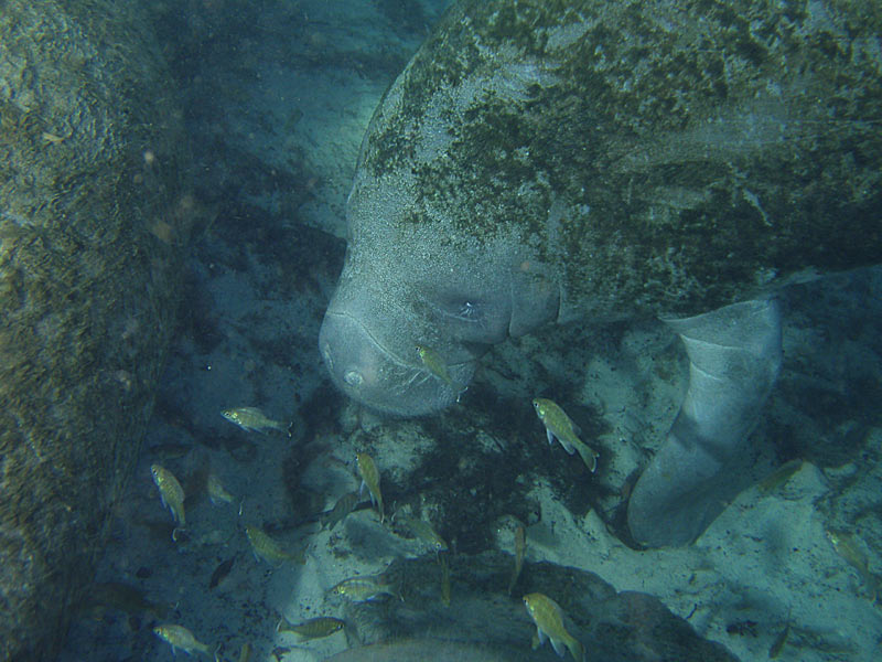 Manatees - Crystal River Florida