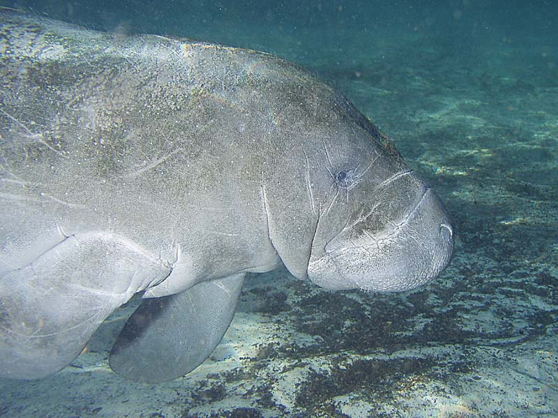 Manatees - Crystal River Florida