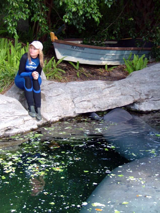 Manatees: The Last Generation?