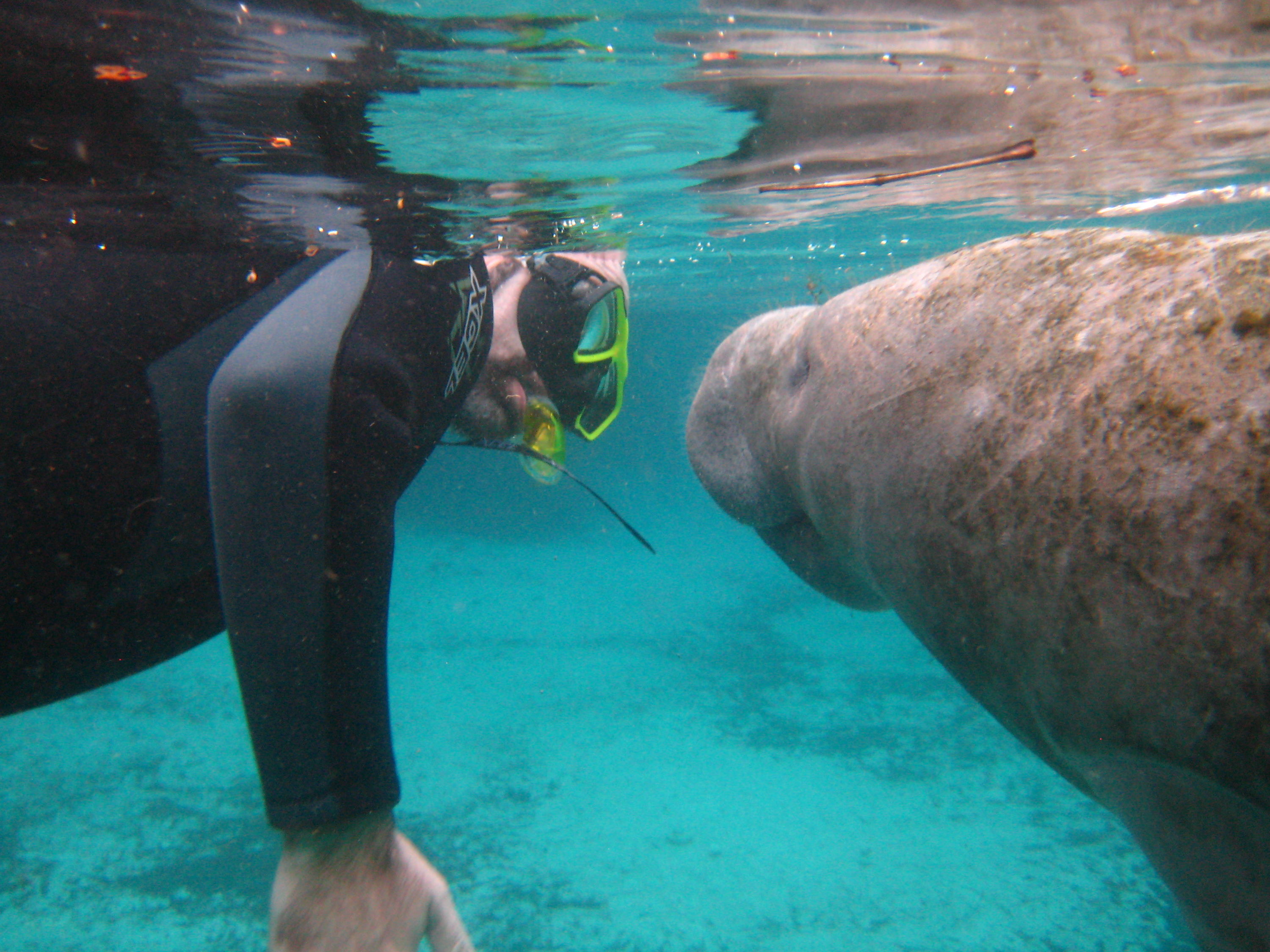 Manatees