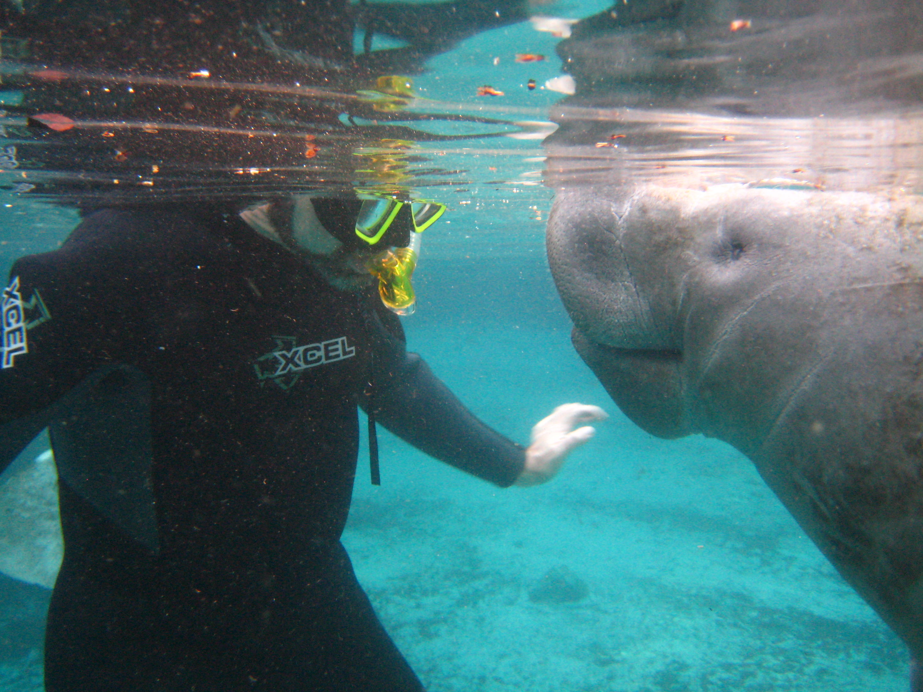 Manatees