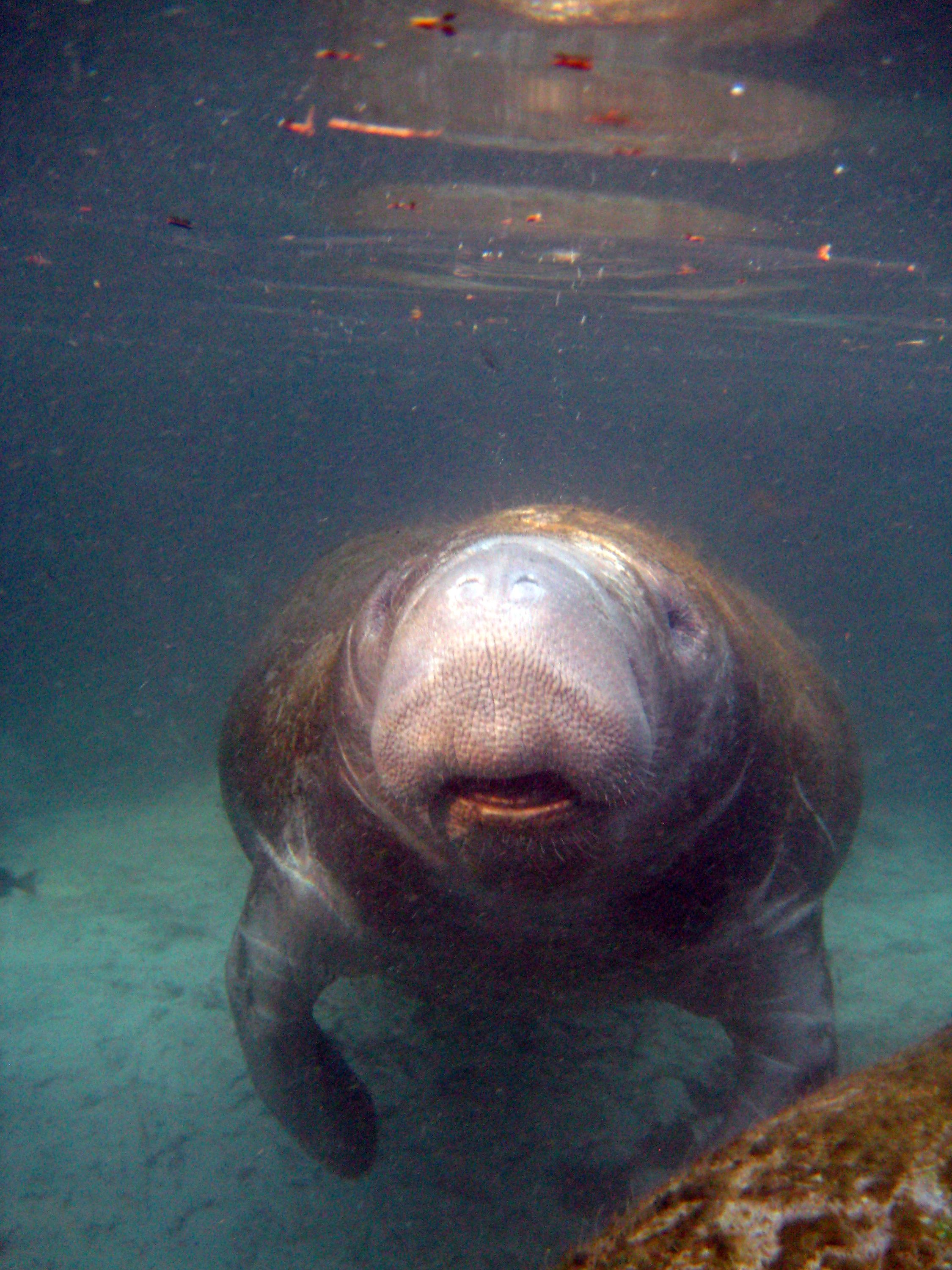 Manatees