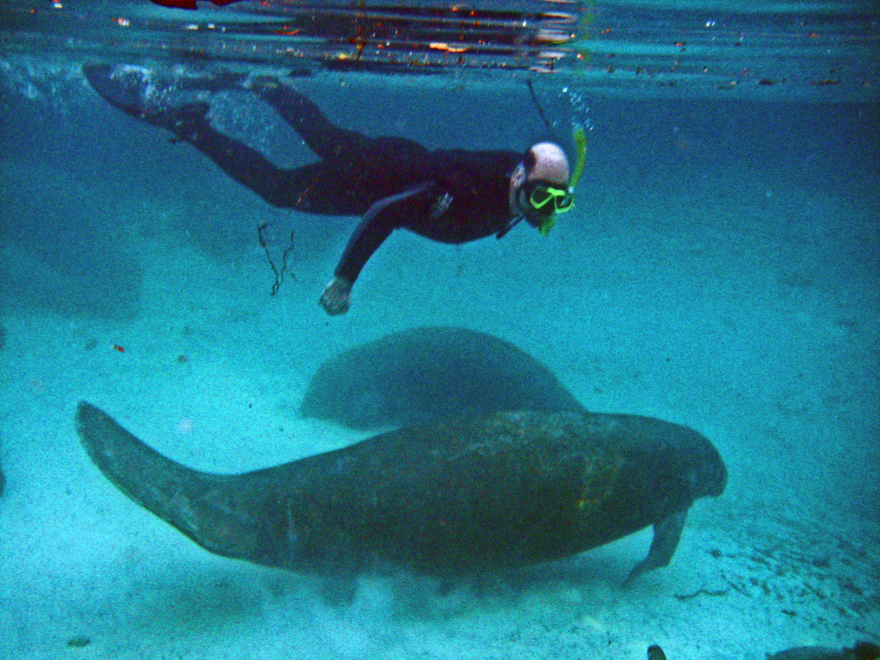 Manatees