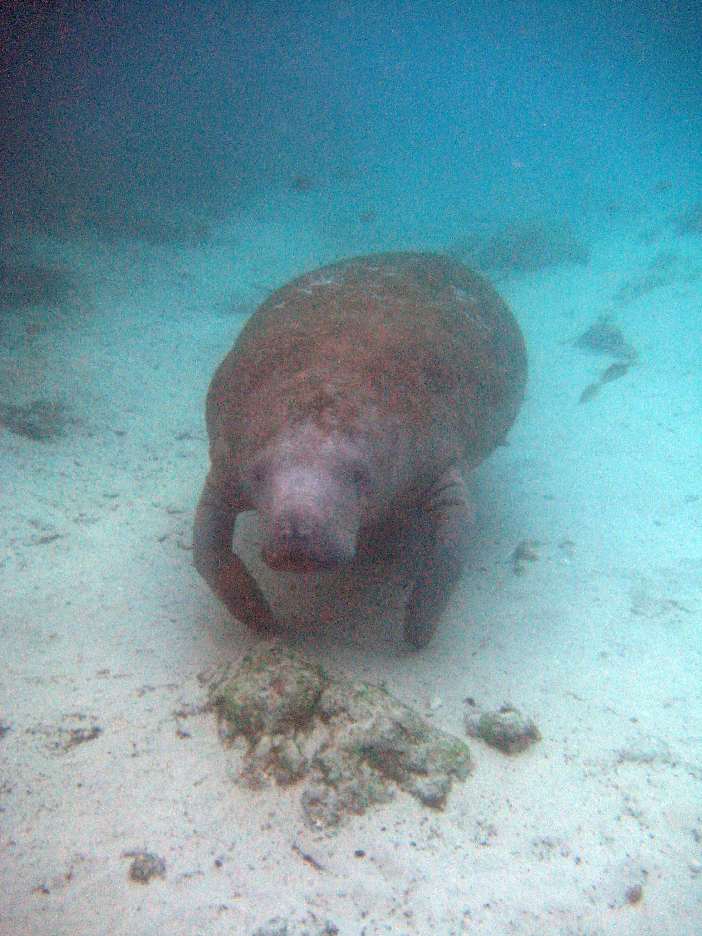 Manatees