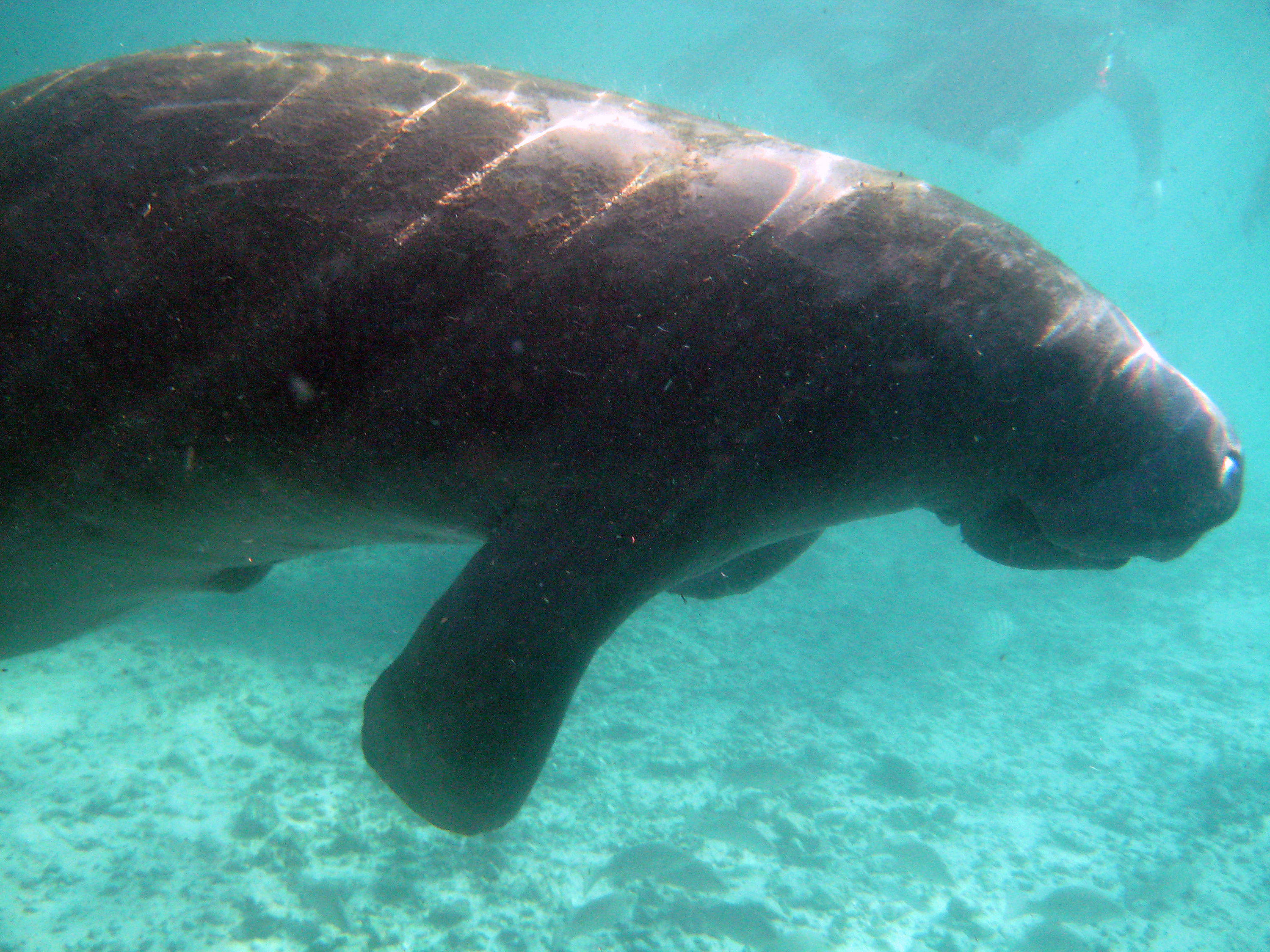 Manatees