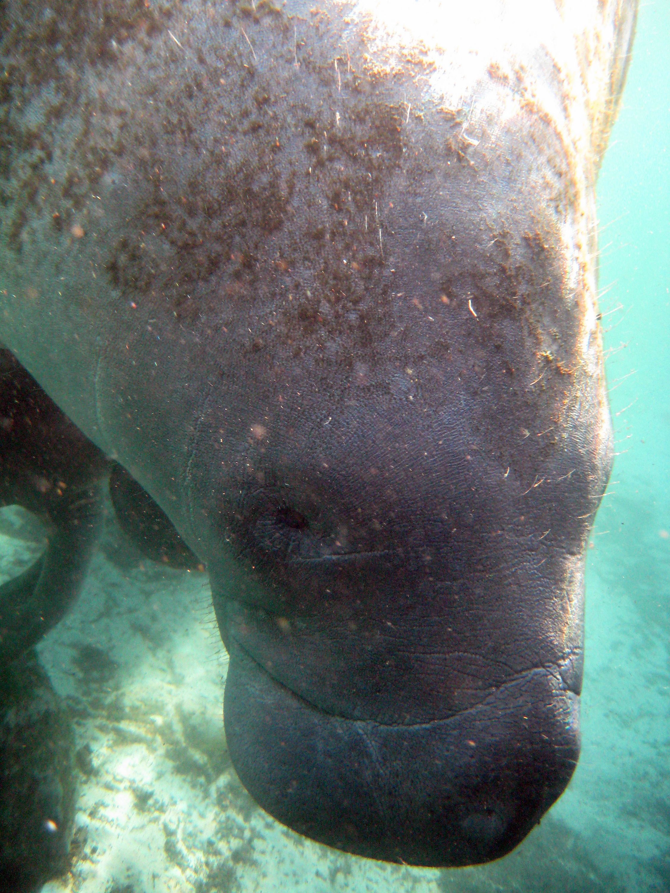 Manatees