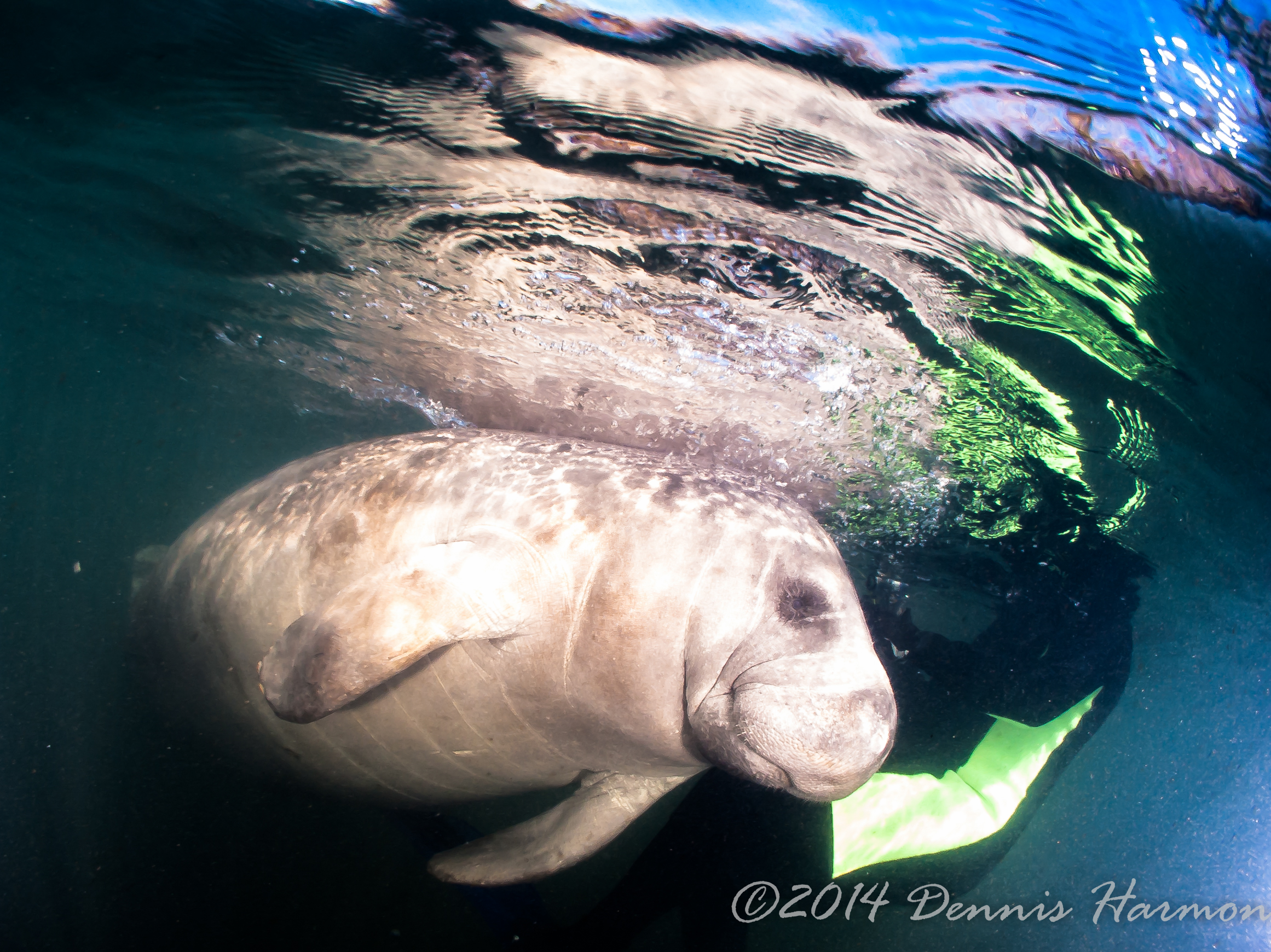 Manatees_Dennis_Harmon_2014-7