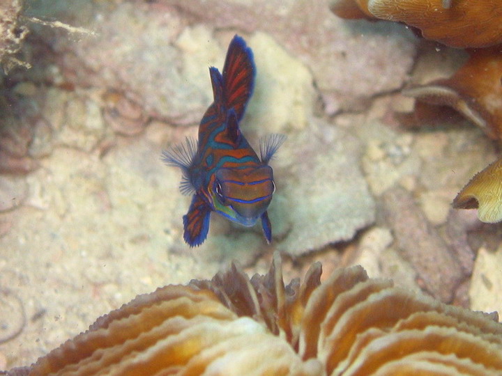 Mandarin Fish 2