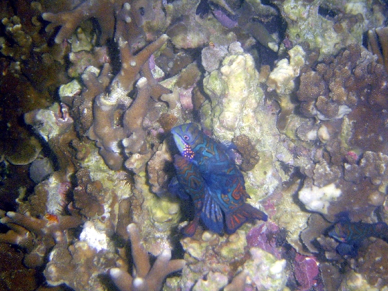 Mandarin Fish Mating (Synchiropus Splendidus)