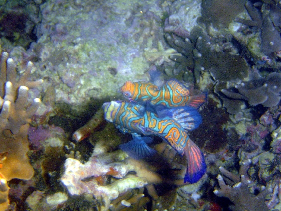 Mandarin Fish Mating (Synchiropus Splendidus)
