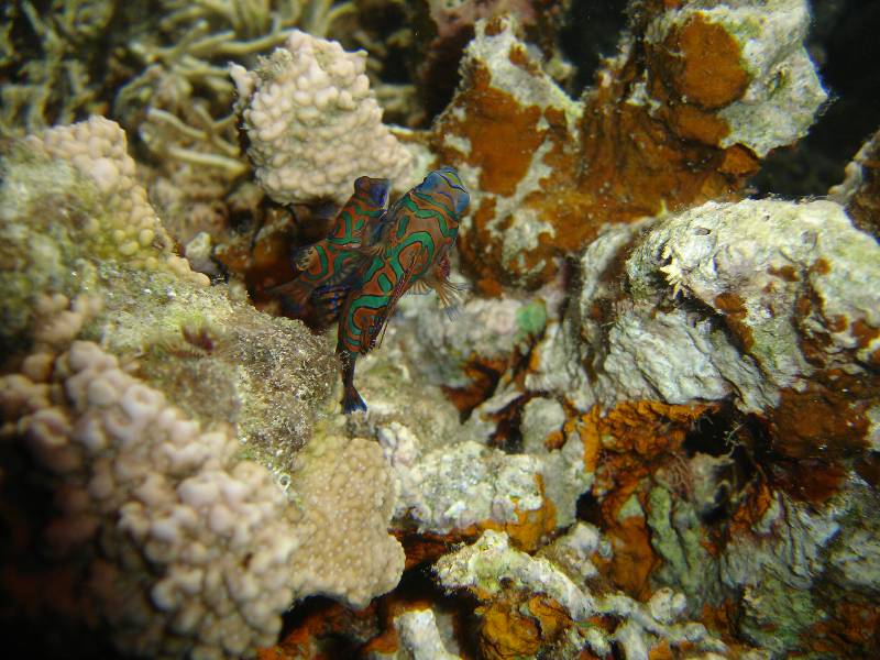 Mandarin fish mating